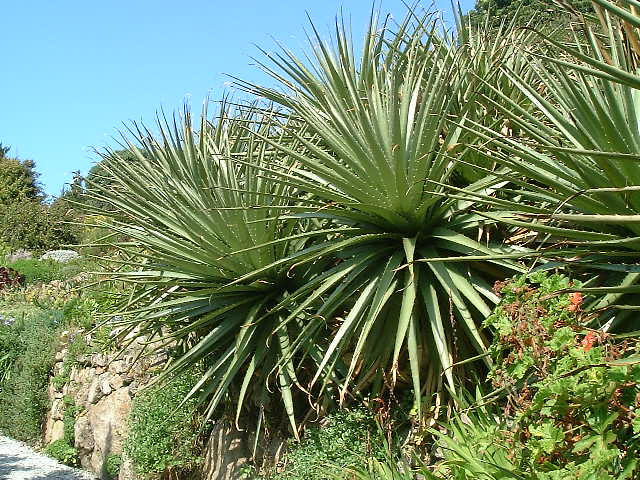 Puya chilensis