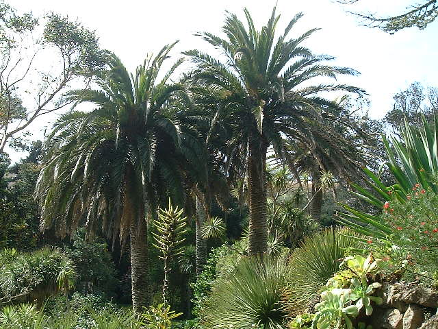 View with palms