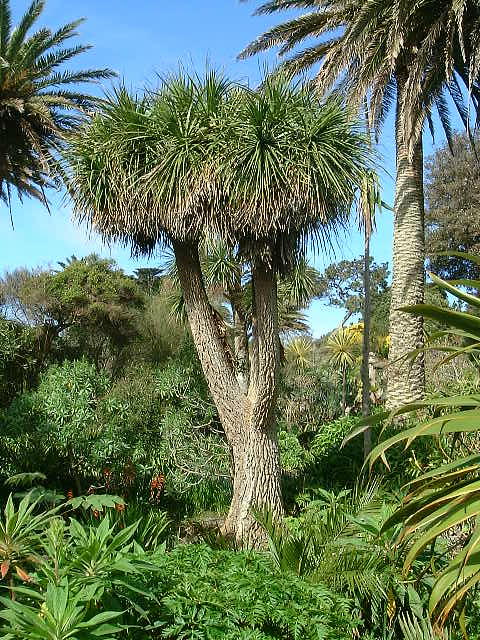 Nolina longifolia
