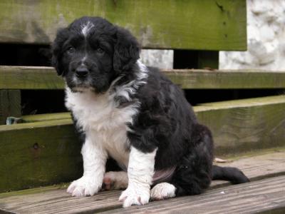 Puppies at Seven Weeks