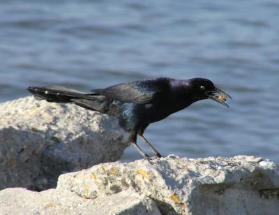 boat_tailed_grackle
