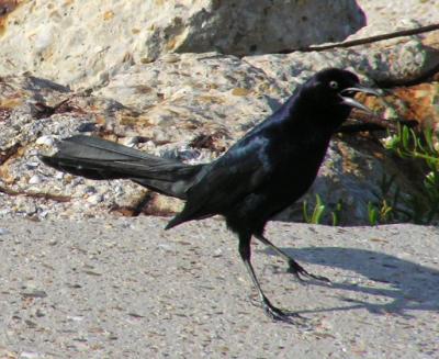 04-17-04 BTGrackle2.jpg