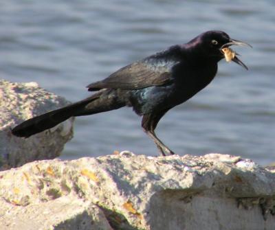 04-17-04 BTGrackle3.jpg