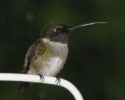 05-10-04 hummer tongue.jpg