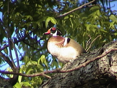 woodduck