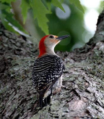 Woodpecker