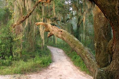 u44/tim32225/medium/28720842.TheTree_5957Ai60.jpg