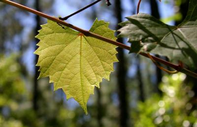 u44/tim32225/medium/28724265.Leaf_1818ci60.jpg