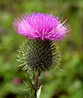 Wildflower