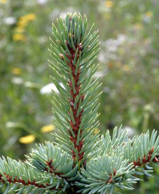 Pine