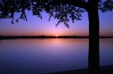 10535 Tree Framed Sunset
