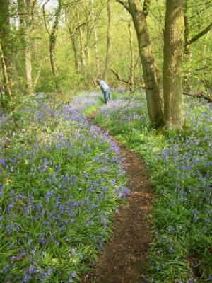 Old Nuns Wood (3)