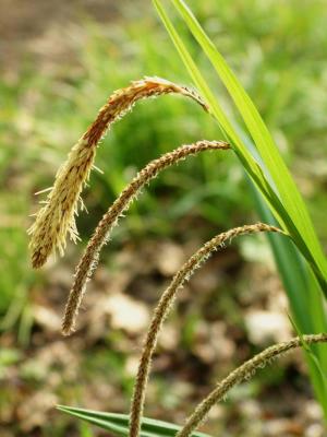 Pendulous Sedge