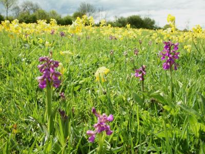 Green-Veined Orchids among the Cowslips