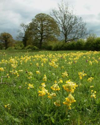 A Carpet of Cowslips