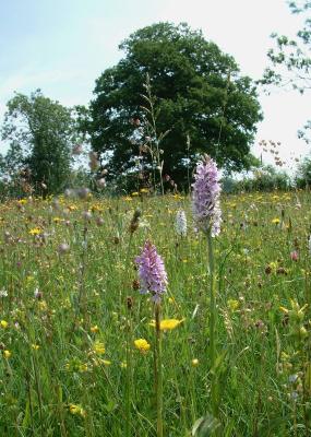 Common Spotted Orchids 2