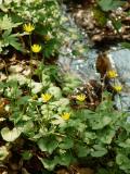 Lesser Celandine