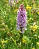 Common Spotted Orchid 1