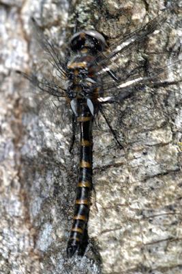 Ringed Boghaunter (first of the season)