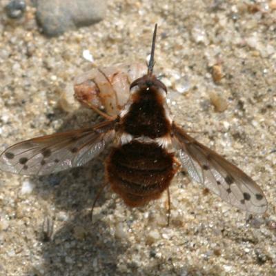 Bombylius pygmaeus