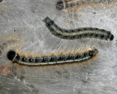 7701 - Eastern Tent Caterpillar , Malacosoma americanum