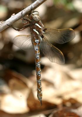 Springtime Darner - Basiaeschna janata