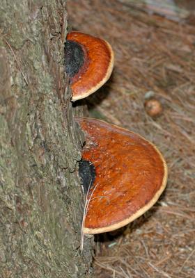 Fomitopsis pinicola