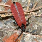 Golden Net-Winged Beetle - Dictyoptera aurora