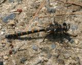 Ringed Boghaunter (Williamsonia lintneri)