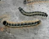 7701 - Eastern Tent Caterpillar , Malacosoma americanum