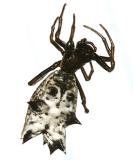 Spined Micrathena - Micrathena gracilis