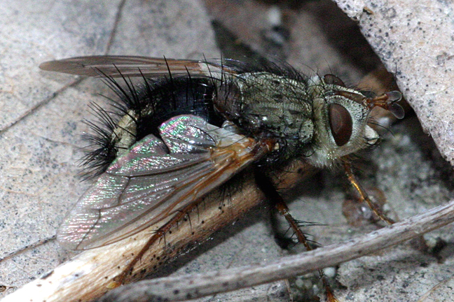 Epalpus sp.
