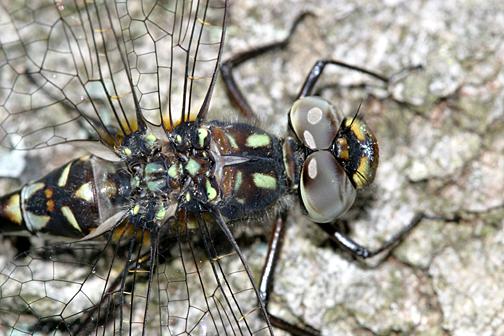 Harlequin Darner -  Gomphaeschna furcillata