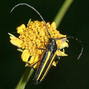 Lophalia cyanicollis