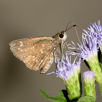 Celia's Roadside-Skipper - Amblyscirtes celia