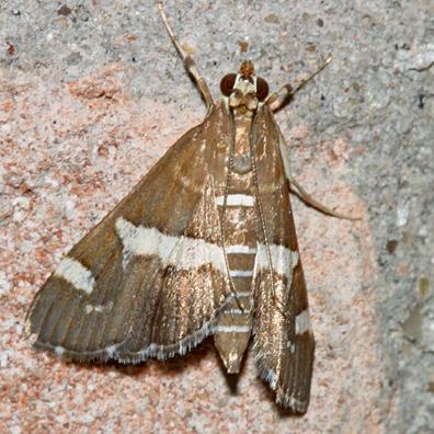  5170 -- Hawaiian Beet Webworm Moth -- Spoladea recurvalis
