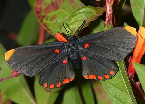 Red-bordered Pixie - Melanis pixe