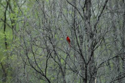 cardinal