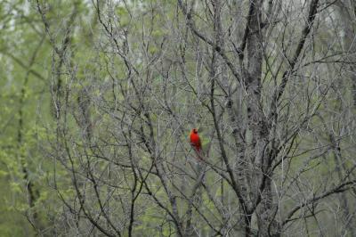 cardinal