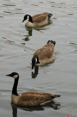 gooses