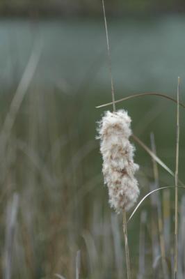 tuft
