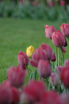 tulips