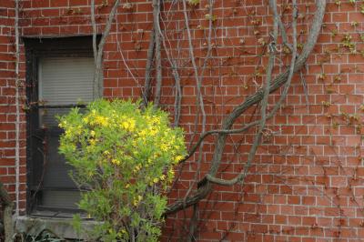 forsythia brick