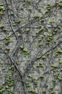 vines on brick