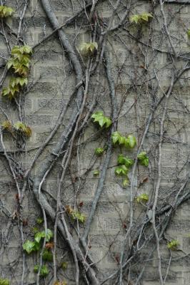 vines on brick