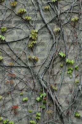 vines on brick