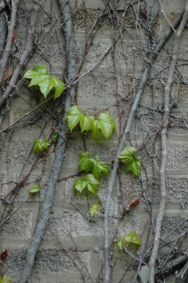 vines on brick