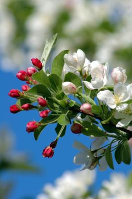 crabapple blossoms