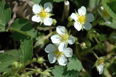strawberry blossoms