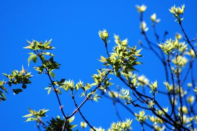 tree leaves sky